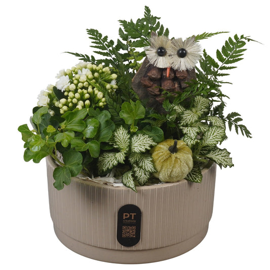 Indoor arrangement 22cm 19cm Pot