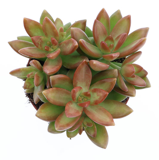 Sedum album 12cm 10.5cm Pot
