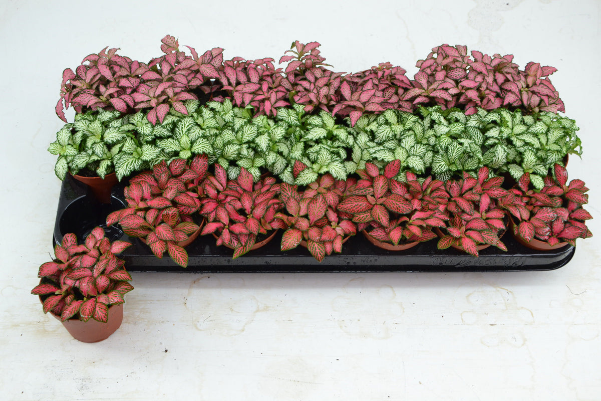 Fittonia mix 12cm 8.5cm Pot