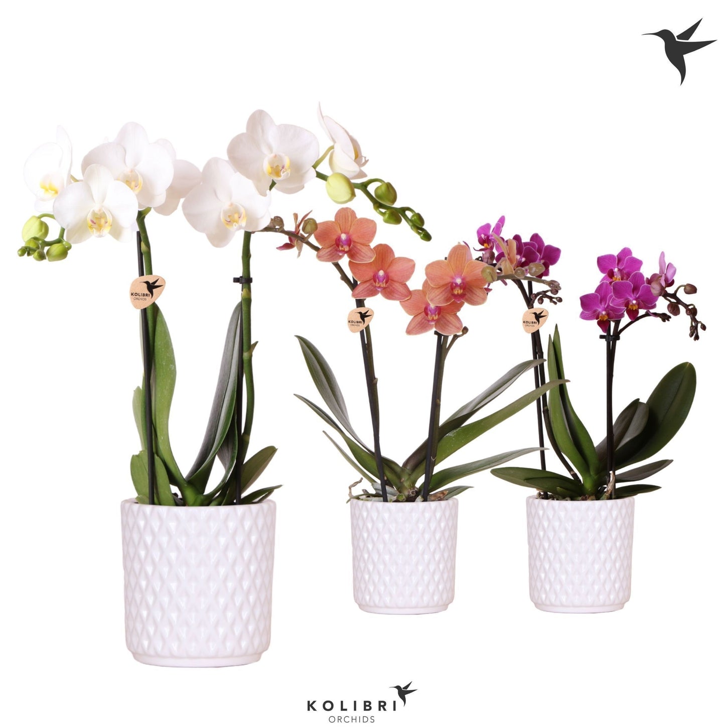 Phalaenopsis mix 40cm 9cm Pot