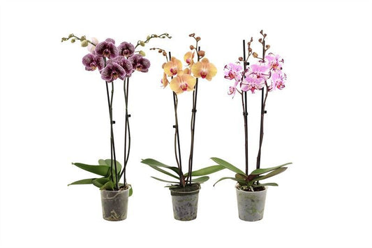 Phalaenopsis mix 60cm 12cm Pot