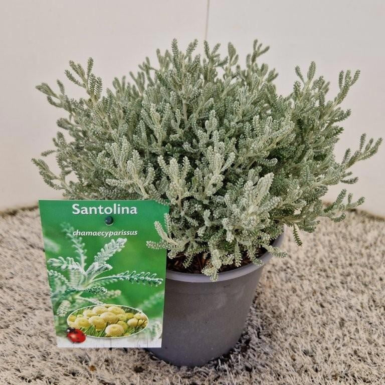 Santolina chamaecyparissus 15cm 17cm Pot