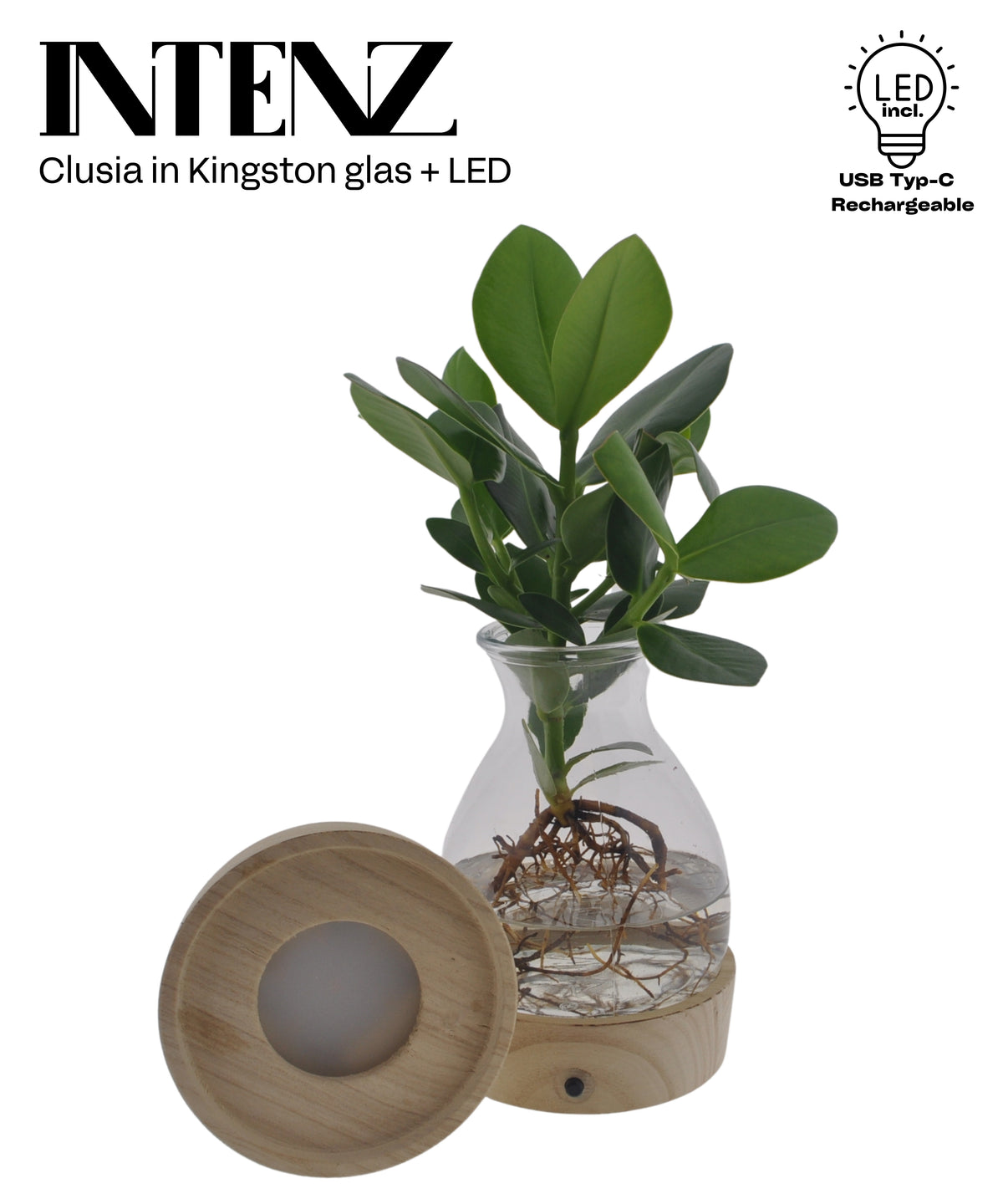 Clusia Princess 30cm 12cm Pot
