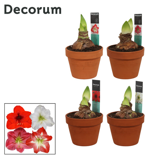 Hippeastrum 25cm 15cm Pot