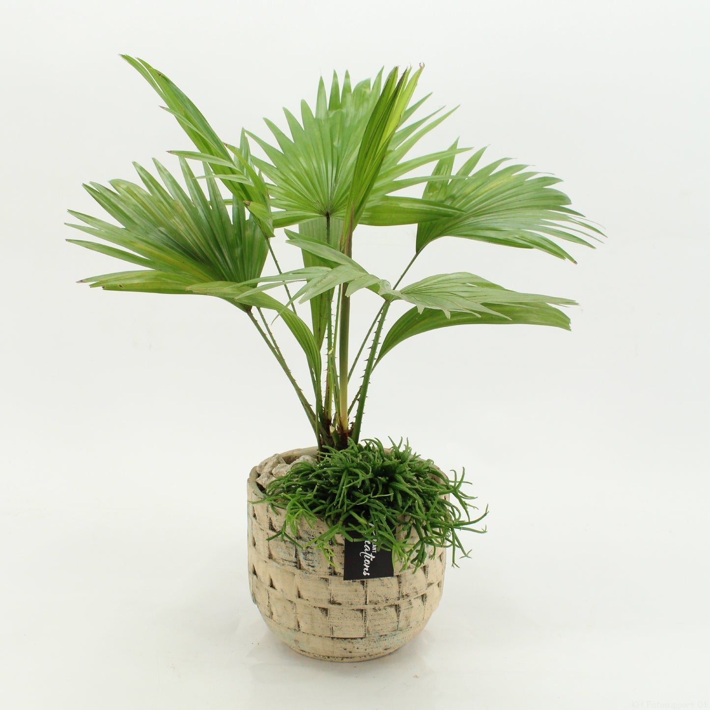 Indoor green arrangement 50cm 17cm Pot