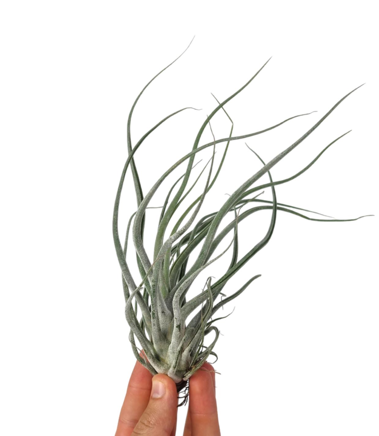 Corsaplant Tillandsia ionantha Pack of 15