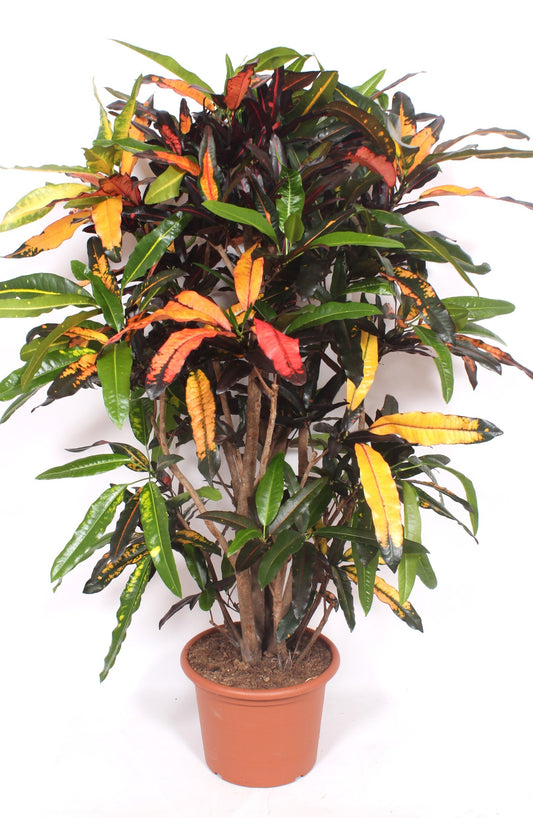Codiaeum Mango 170cm 40cm Pot