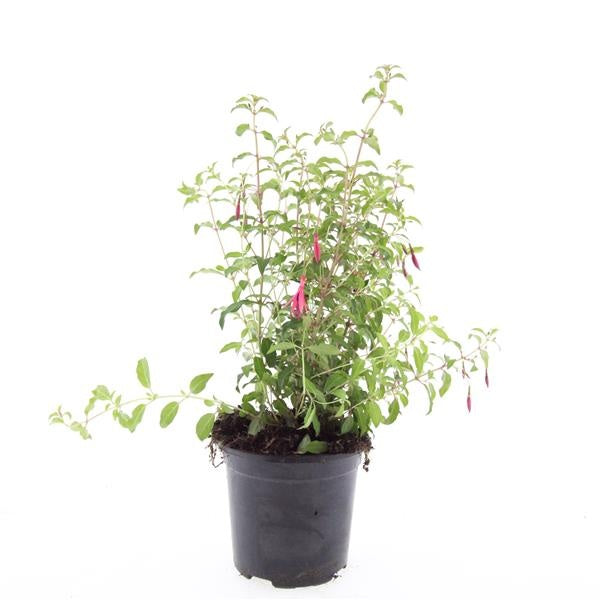Boer, W.T.M. de Fuchsia mag. Riccartonii Pack of 8