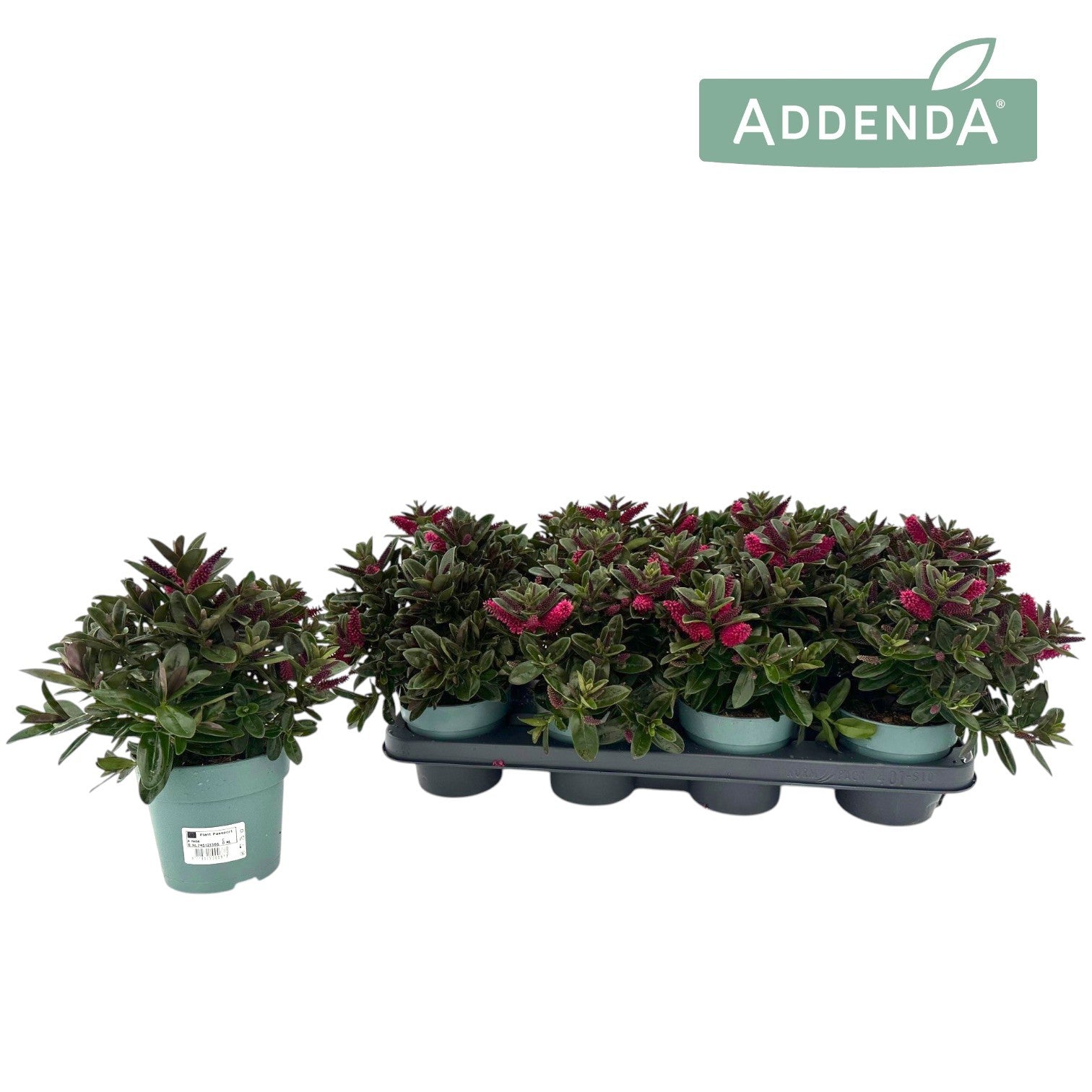 Hebe Hebepetita Red 28cm 12cm Pot