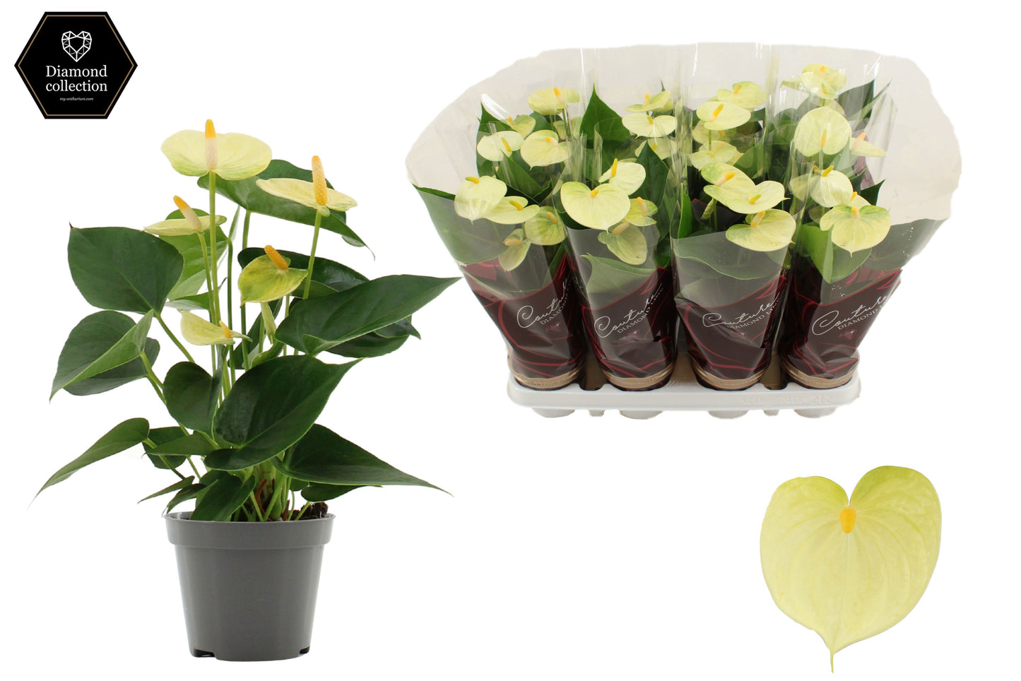 Anthurium Vanilla 25cm 9cm Pot