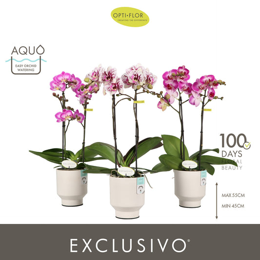 Phalaenopsis mix 45cm 12cm Pot