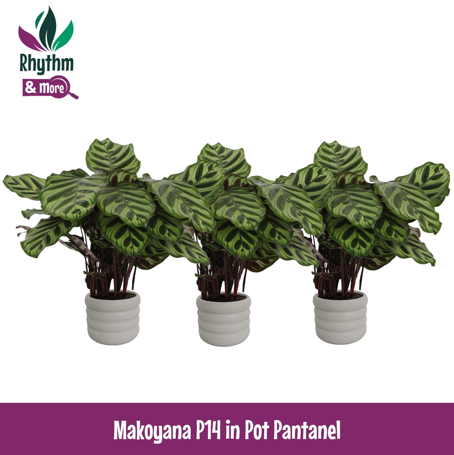 Valstar, Hkw. Gebr. Calathea makoyana Pack of 3