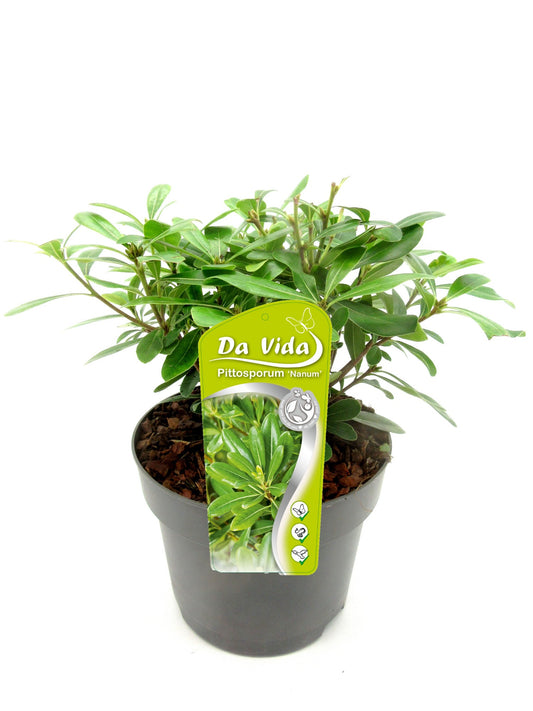 Pittosporum tobira Nanum 35cm 19cm Pot