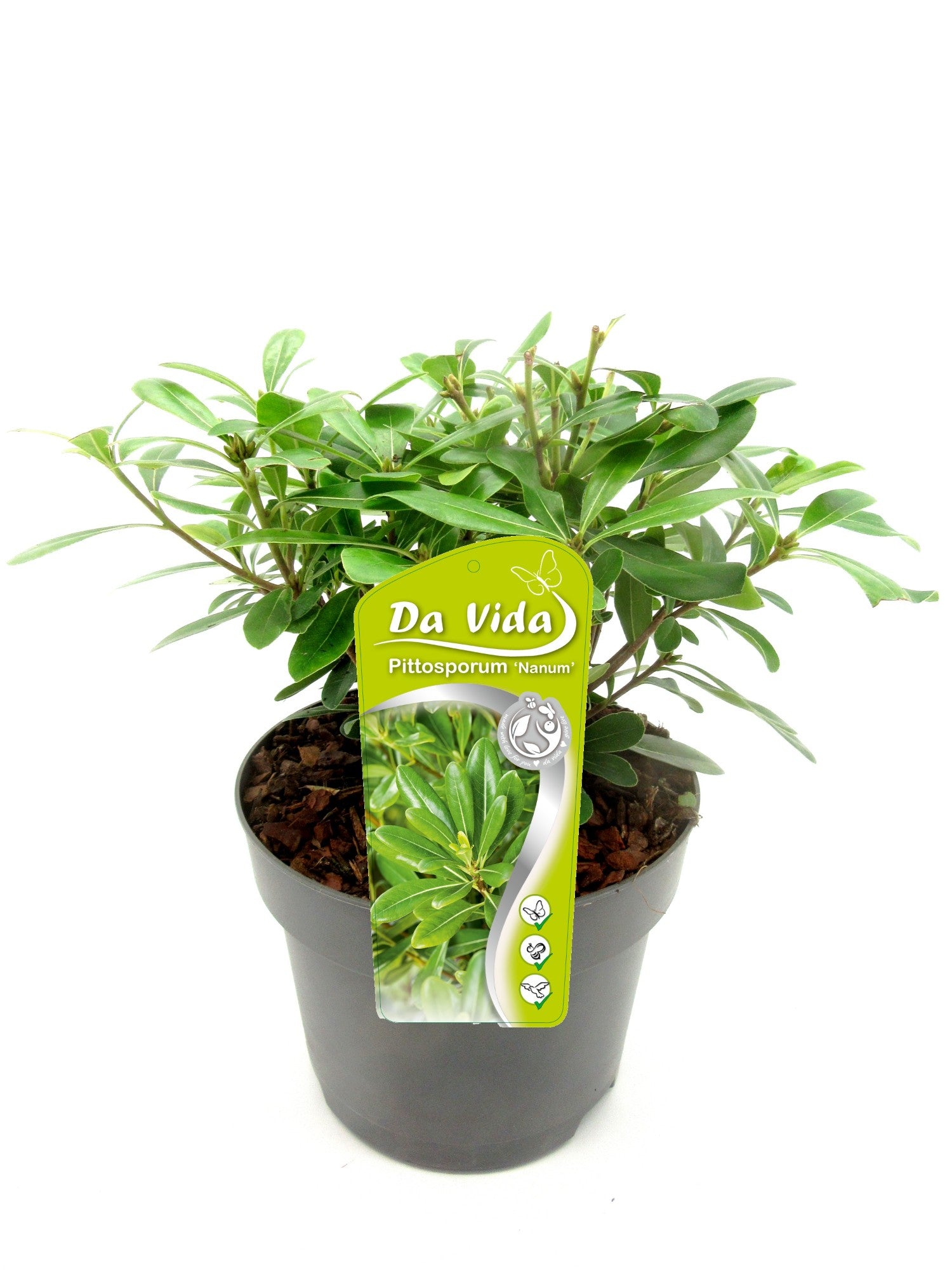 Pittosporum tobira Nanum 35cm 19cm Pot