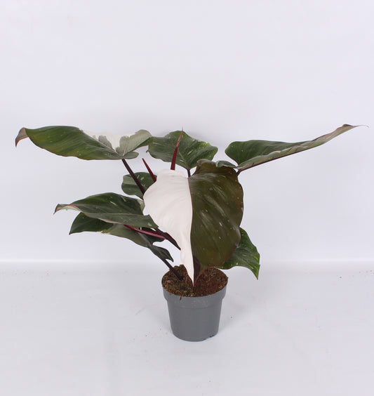 Philodendron scandens 70cm 19cm Pot