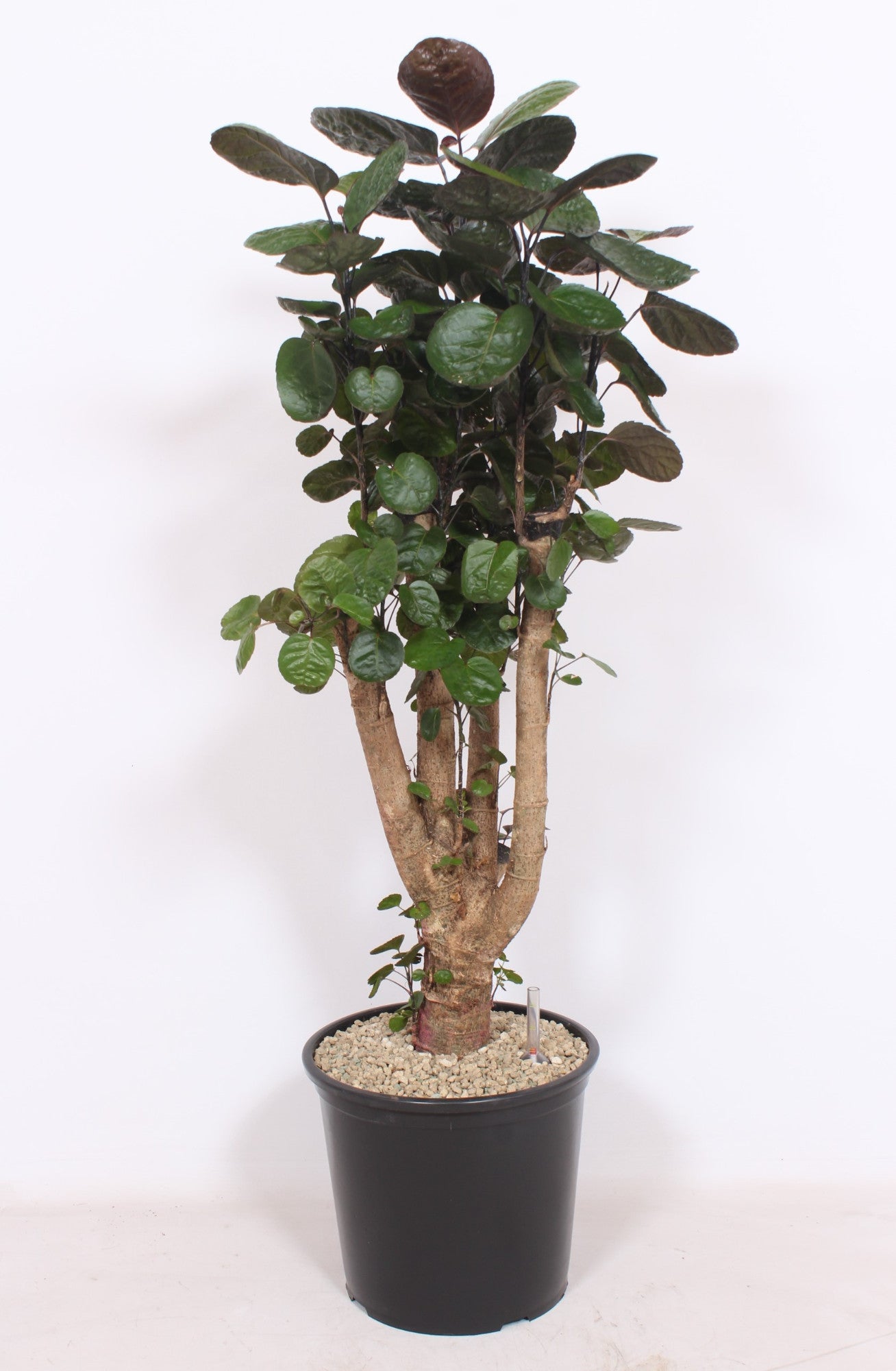 Polyscias Fabian 140cm 32cm Pot