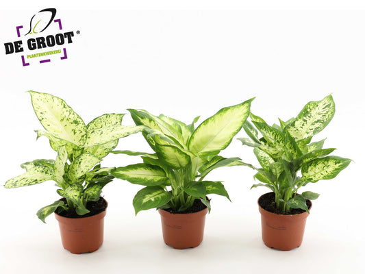 Dieffenbachia mix 30cm 12cm Pot