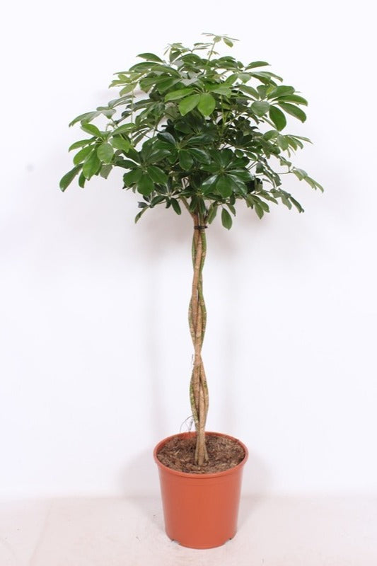 Schefflera Compacta 160cm 30cm Pot