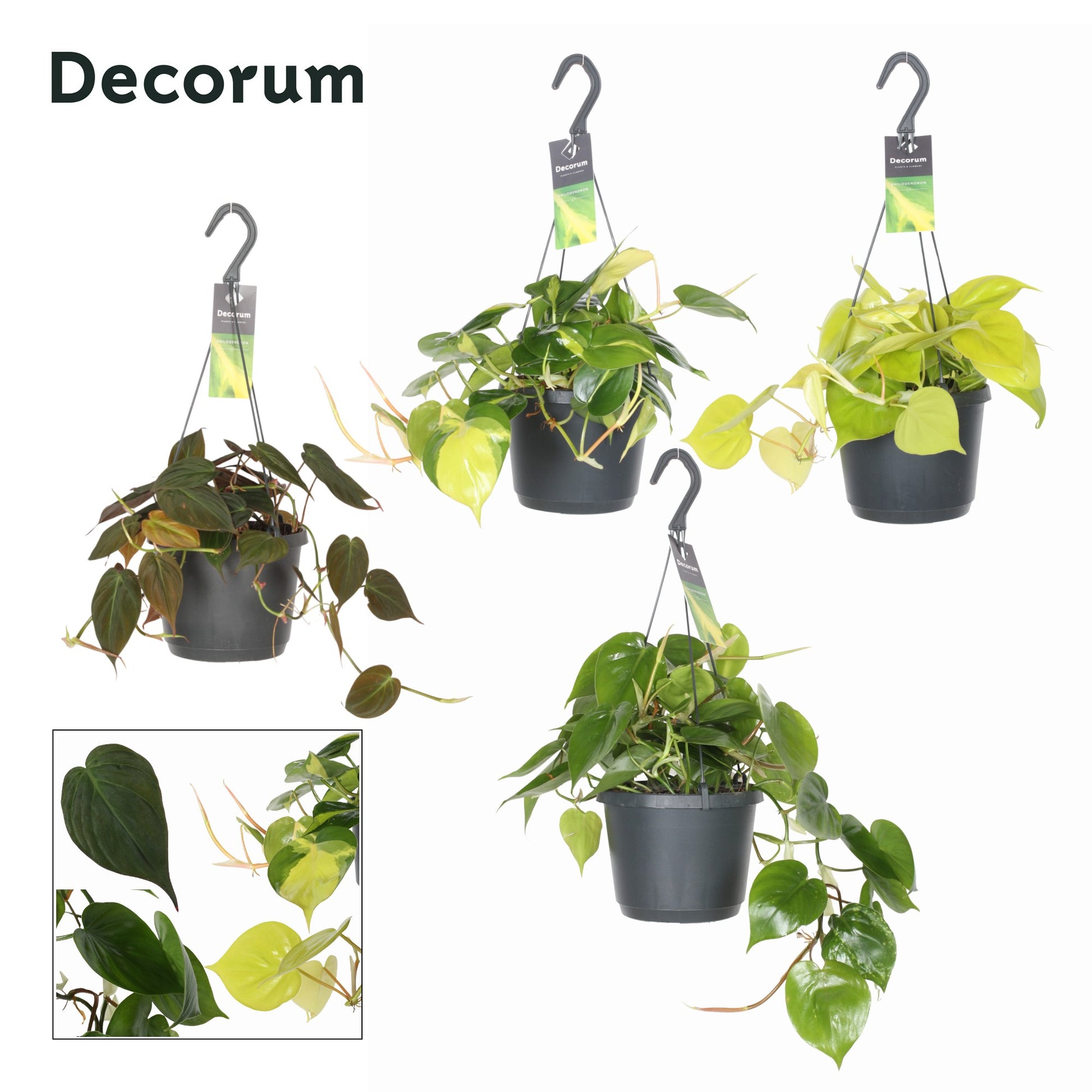 Hillplant BV Philodendron scandens mix Pack of 6