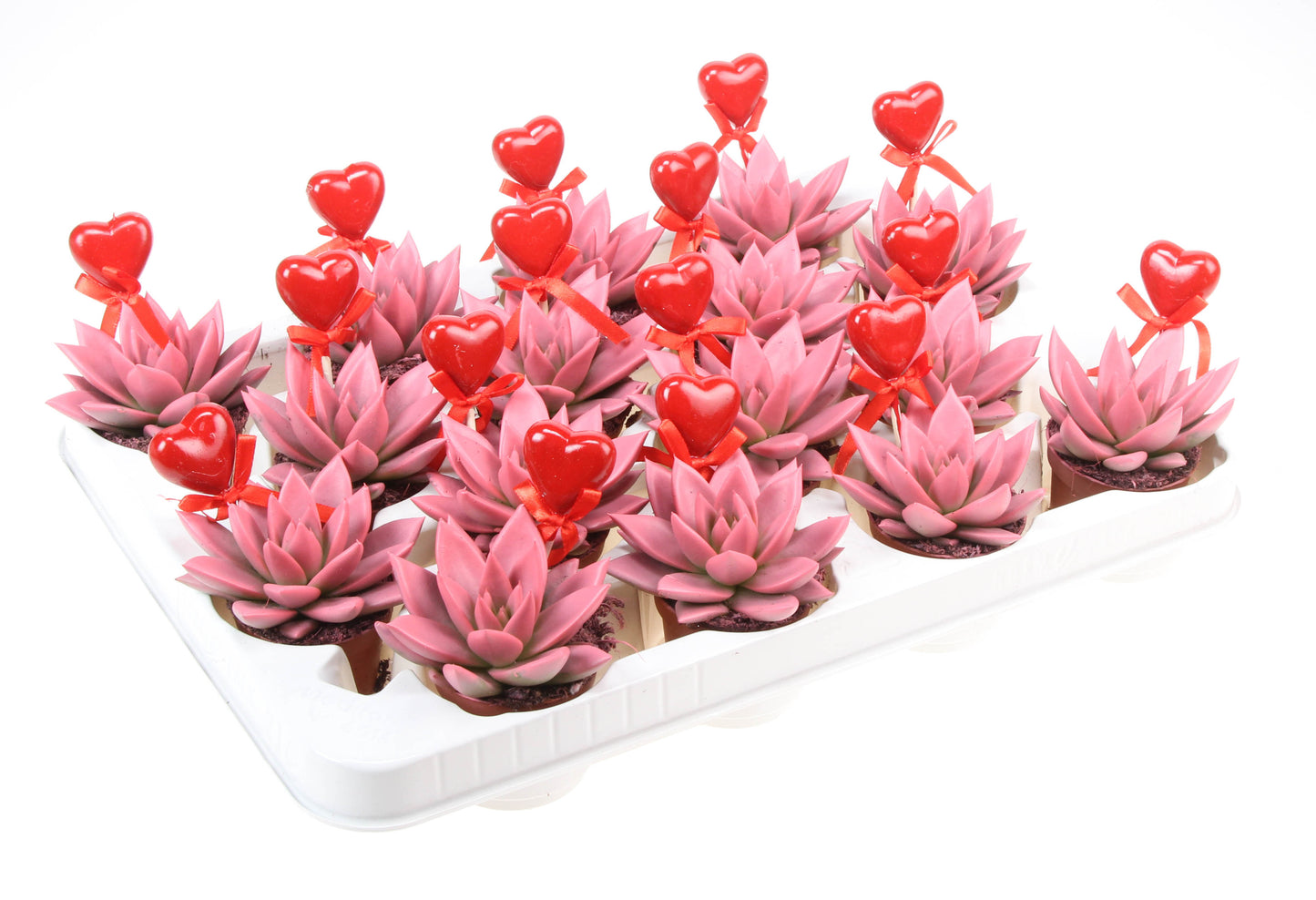 Miranda roze+hartje 8cm 6cm Pot
