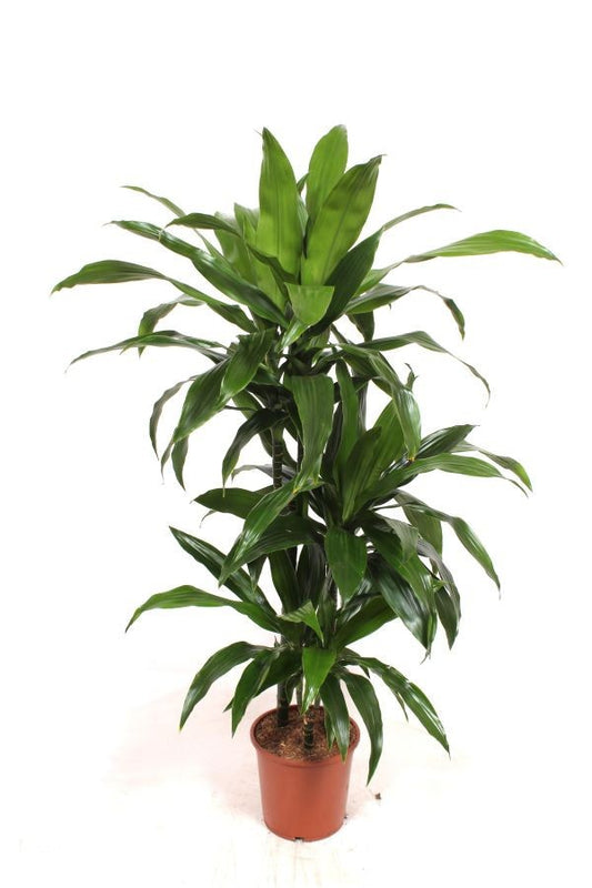 Dracaena fragrans Janet Craig 140cm 21cm Pot