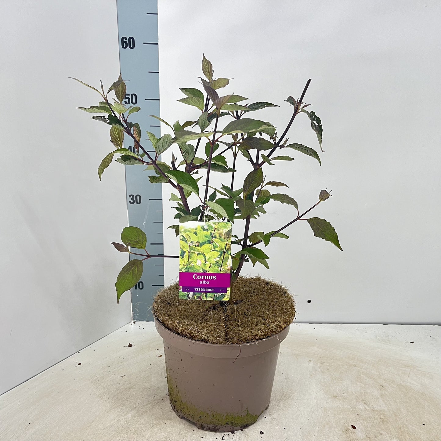 Cornus alba Kesselringii 60cm 23cm Pot