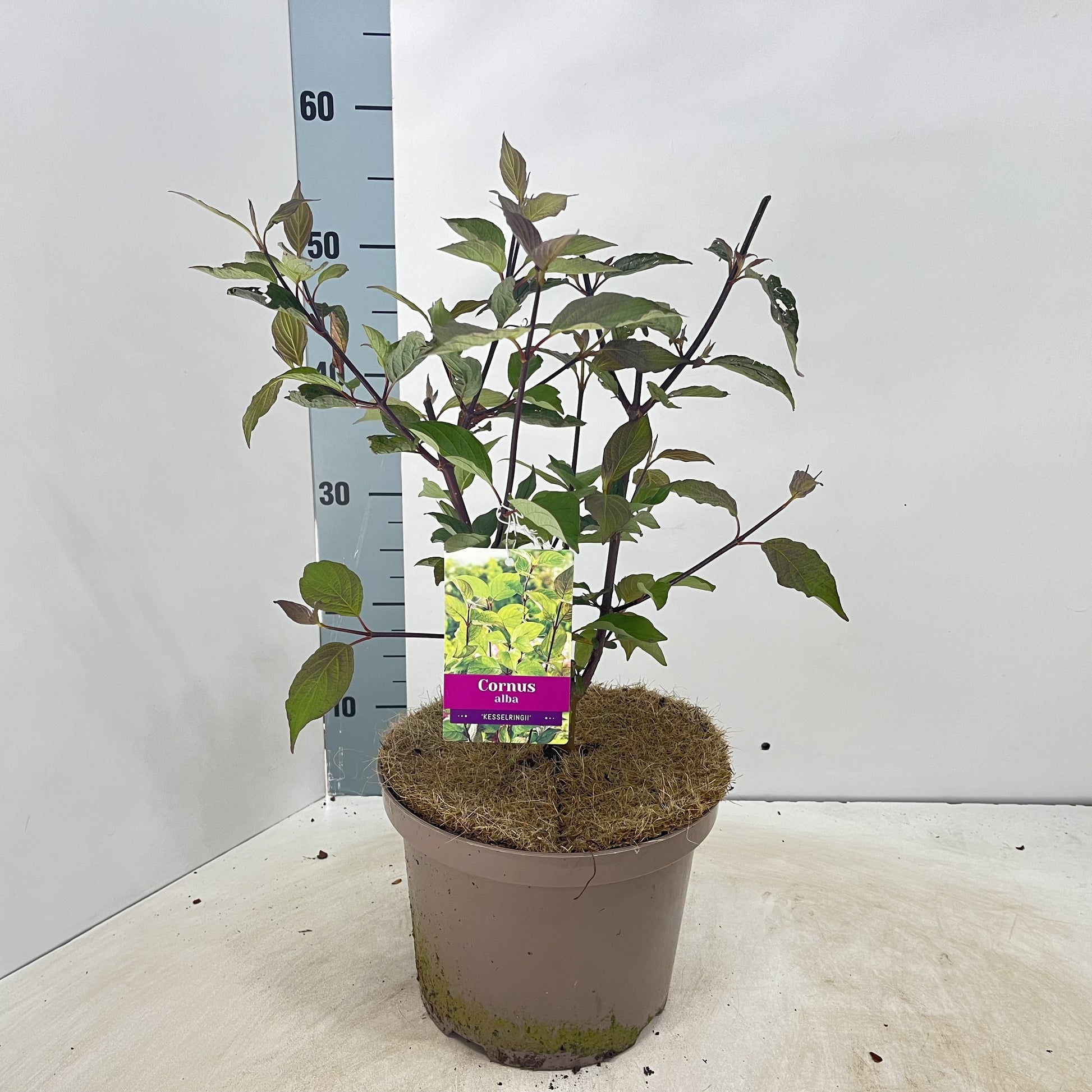 Cornus alba Kesselringii 60cm 23cm Pot