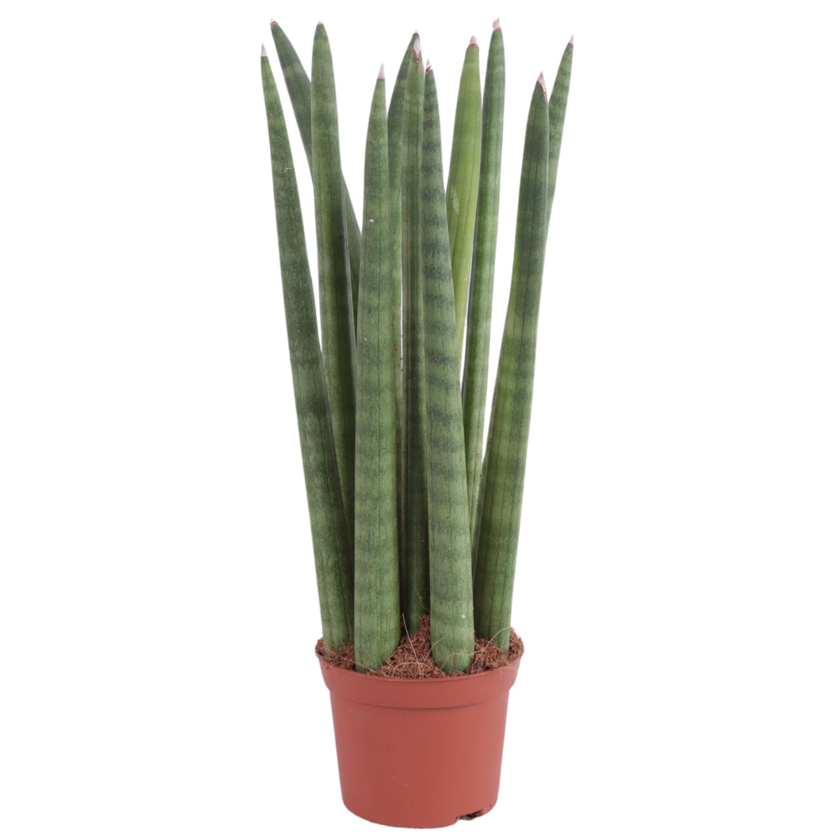 Sansevieria cylindrica 30cm 8.5cm Pot