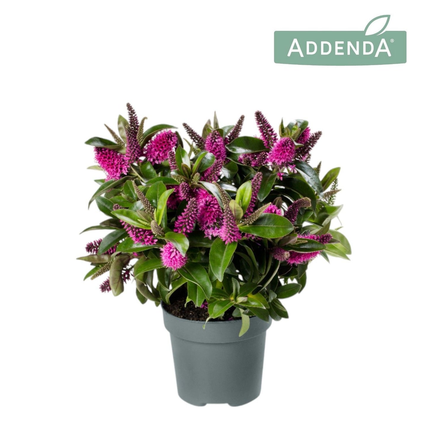 Hebe Hebedonna Nikka 40cm 12cm Pot