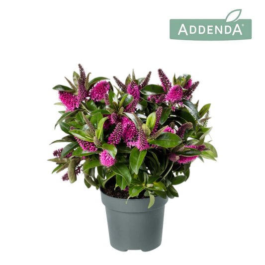 Hebe Hebedonna Nikka 40cm 12cm Pot