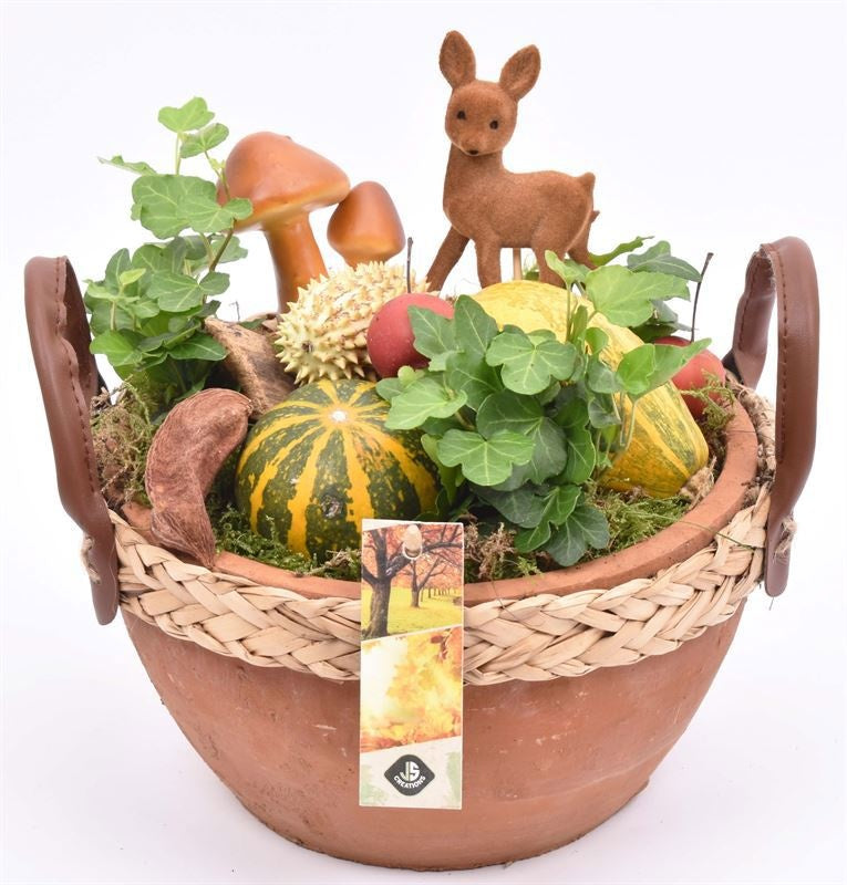 arr. Sierfruit 18cm Pot