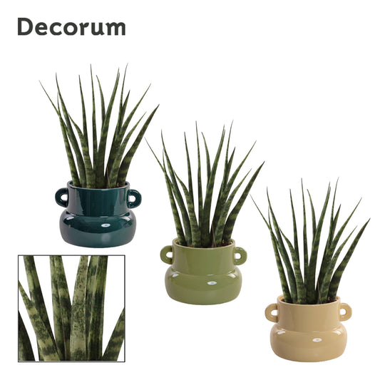 Sansevieria Fernwood 25cm 9cm Pot