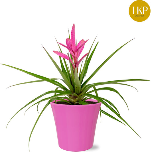 Tillandsia Antonio 45cm 13cm Pot