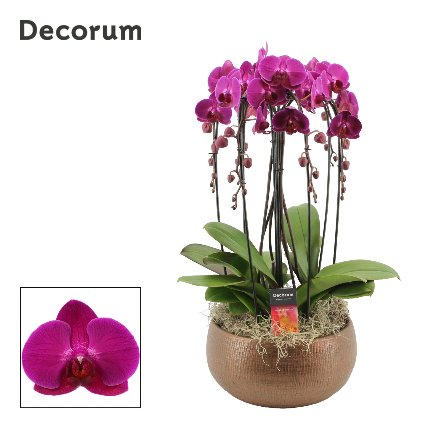 Phalaenopsis purple 55cm 27cm Pot