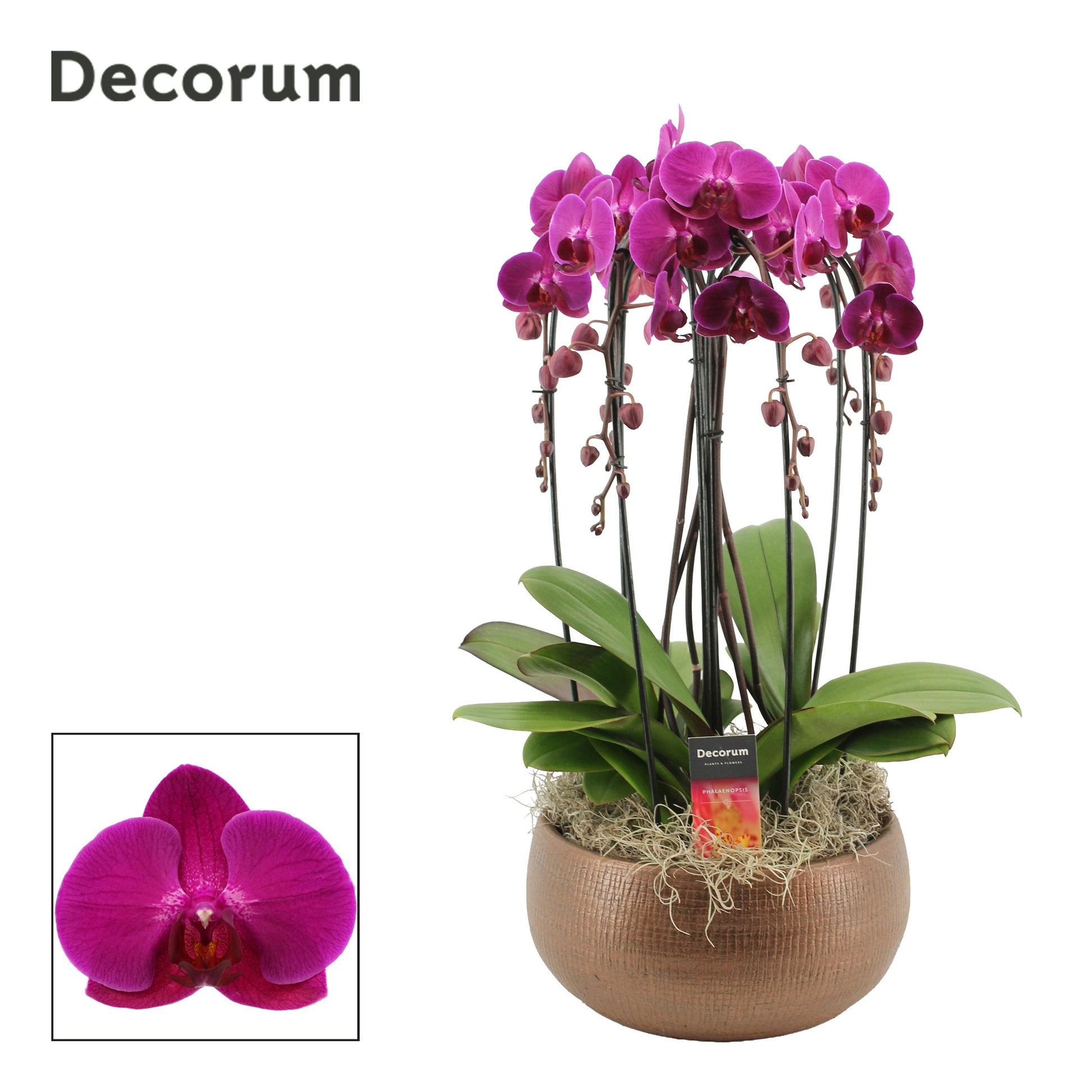 Phalaenopsis purple 55cm 27cm Pot