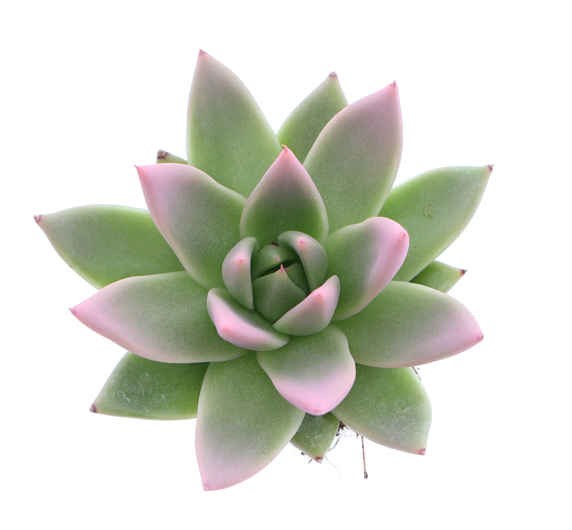 Miranda tips rose 8cm 6cm Pot