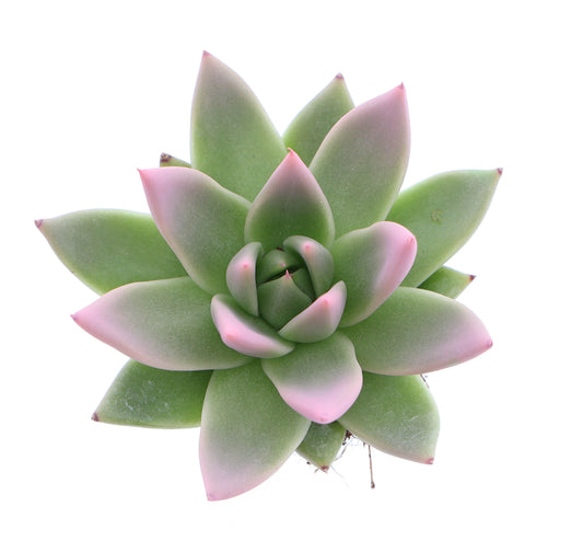 Miranda tips rose 8cm 6cm Pot