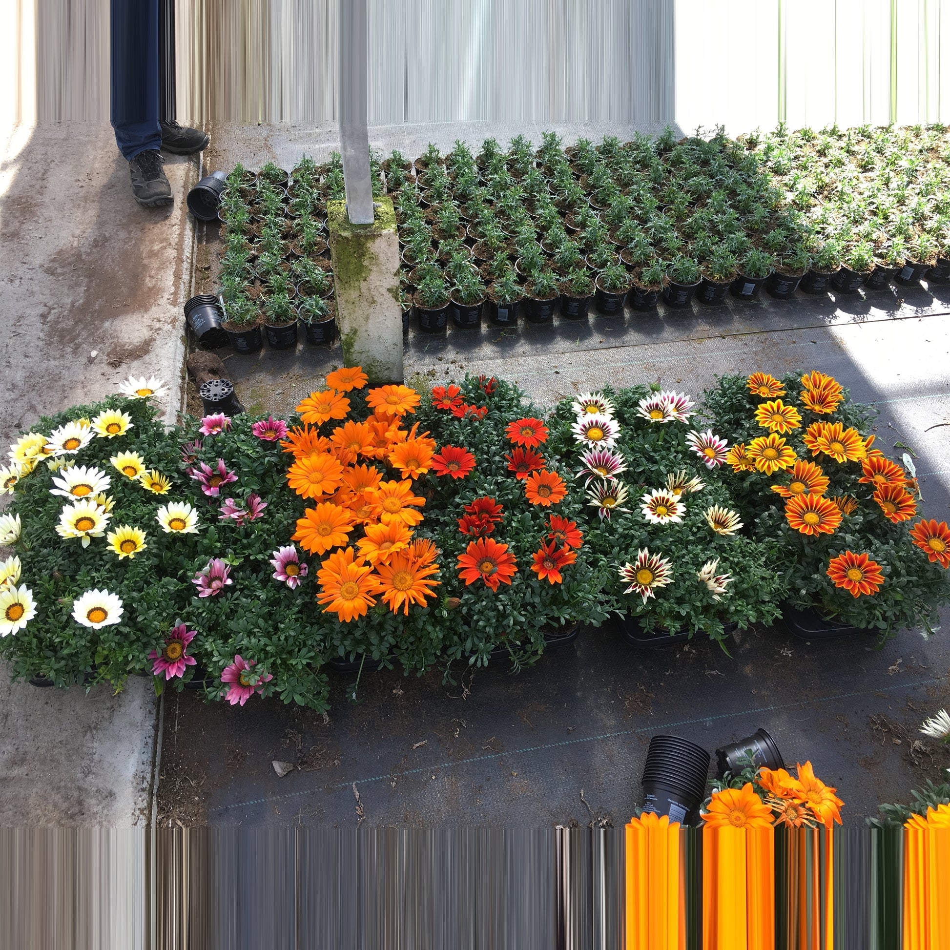Gazania mix CC 20cm 510cm Pot