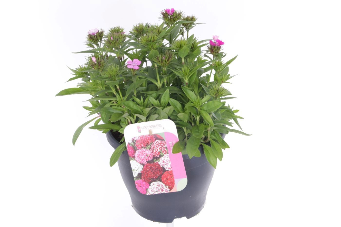 Dianthus barbatus ("Sweet William") 40cm 23cm Pot