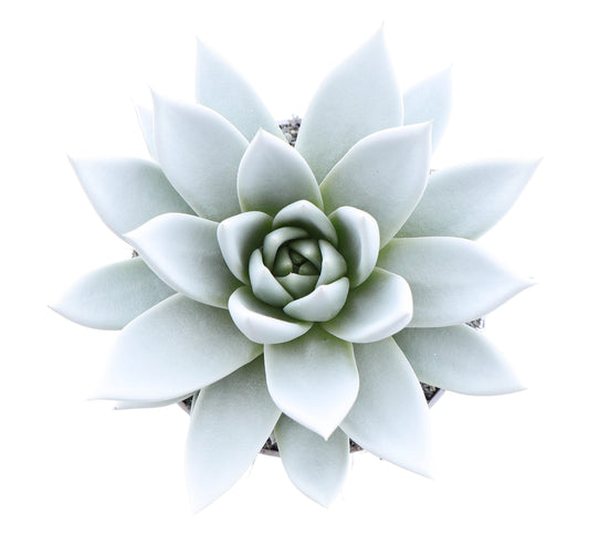 Rainbow white 12cm 10.5cm Pot