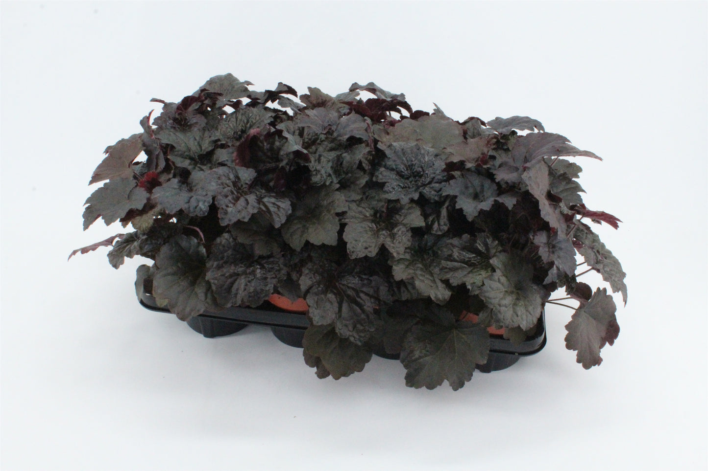 Heuchera Palace Purple 17cm 13cm Pot