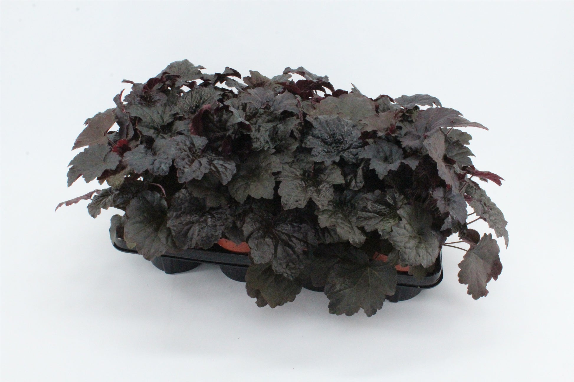 Heuchera Palace Purple 17cm 13cm Pot