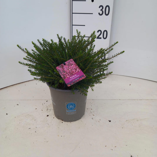Erica Jenny Porter 20cm 15cm Pot