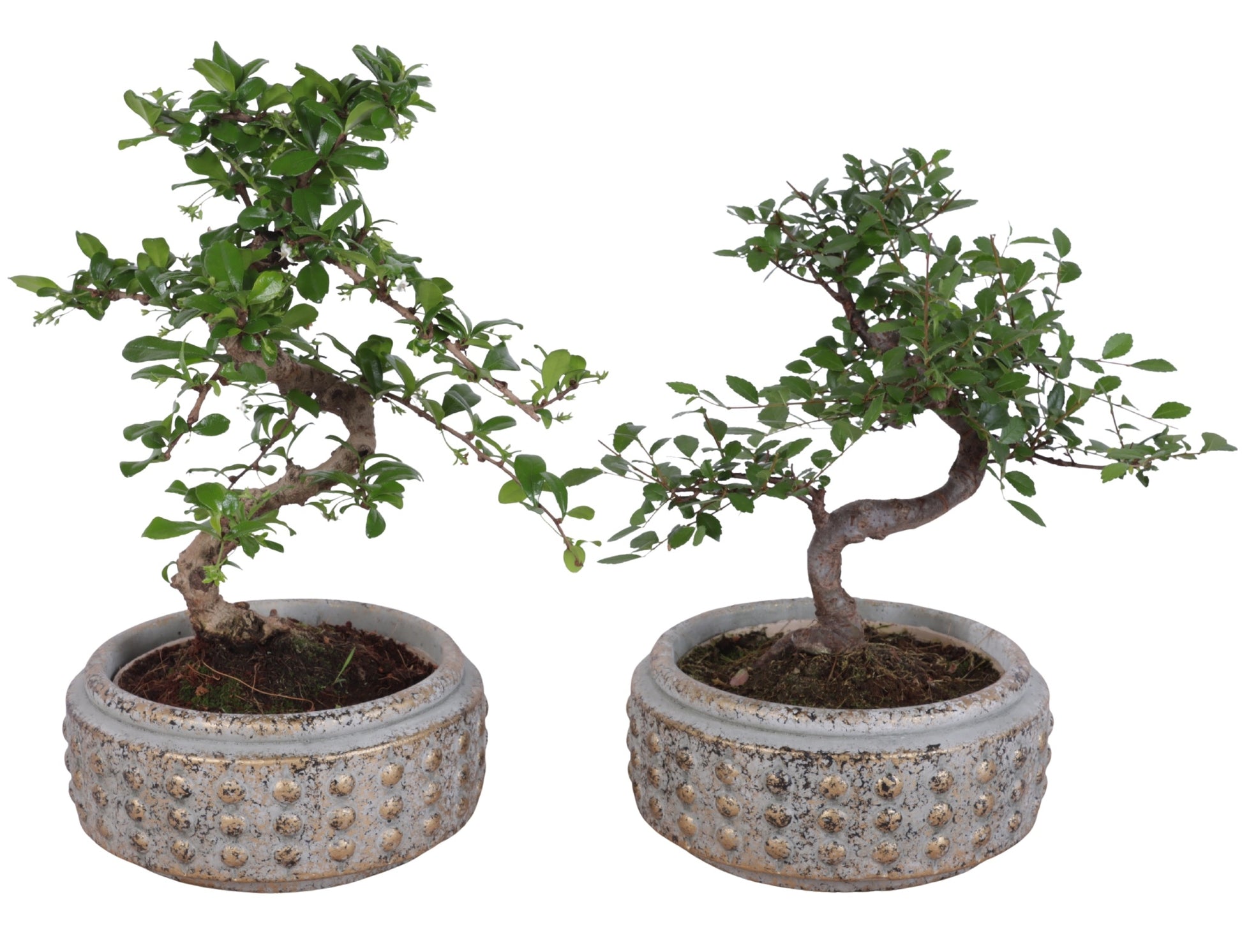 Bonsai mix 35cm 18cm Pot
