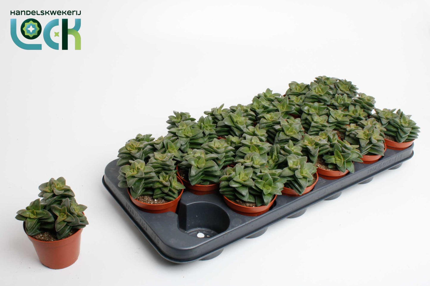 Crassula Spring Time 15cm 8.5cm Pot