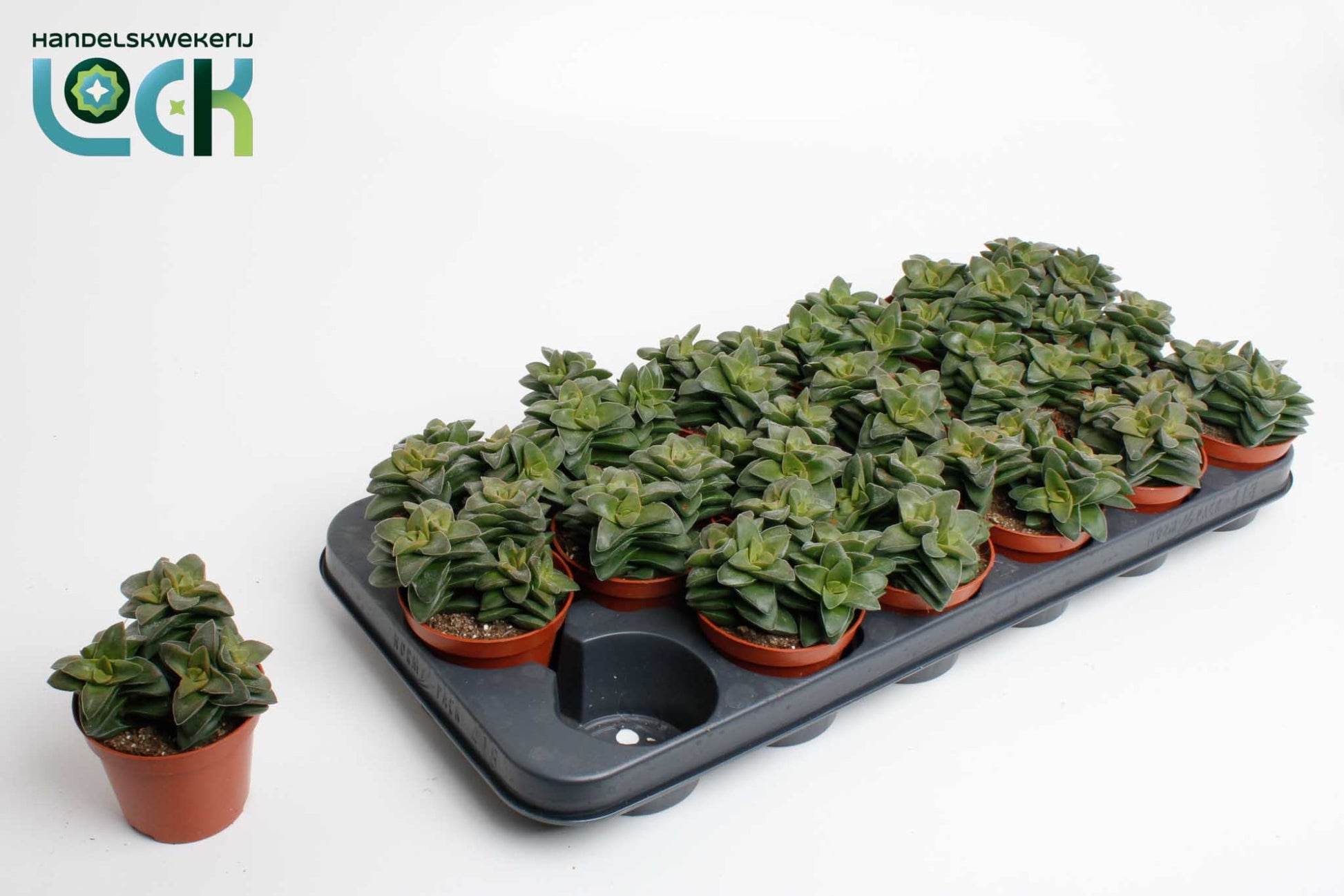 Crassula Spring Time 15cm 8.5cm Pot