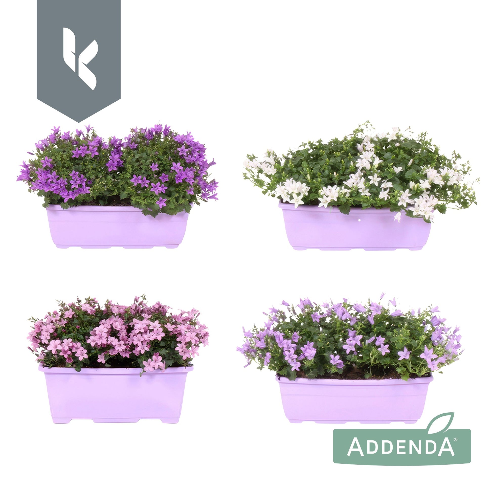 Campanula Addenda mix 22cm 27cm Pot