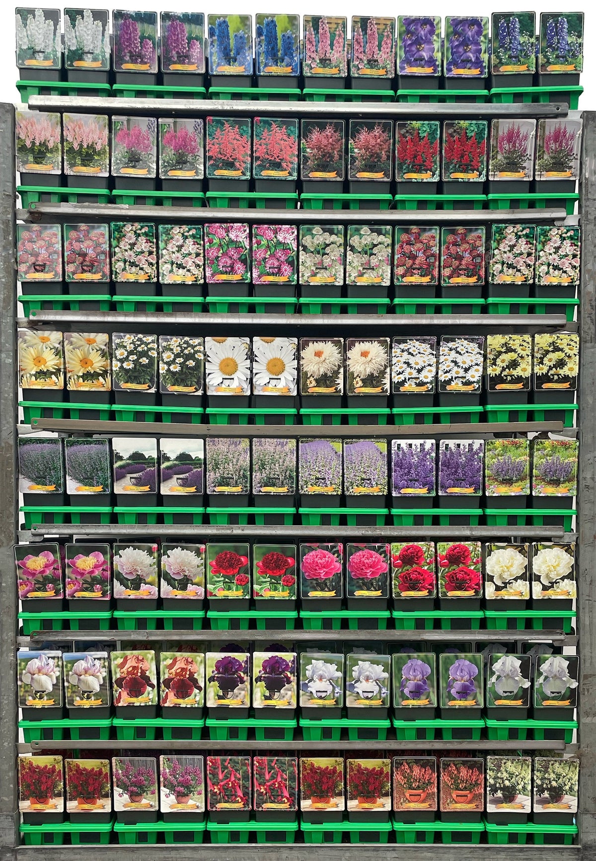 Perennials  mix 25cm 11cm Pot