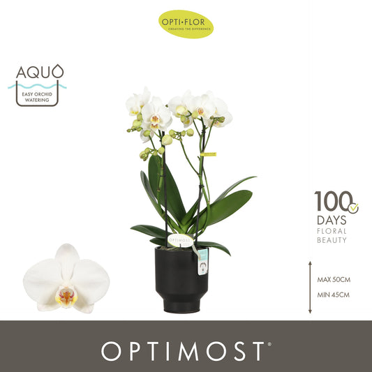 Phalaenopsis multiflora white 45cm 12cm Pot