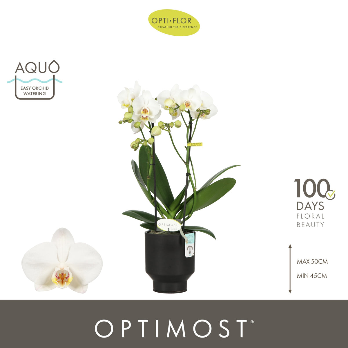 Phalaenopsis multiflora white 45cm 12cm Pot